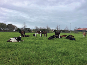 Owl Farm marks 10 years as NZ’s first demonstration dairy farm