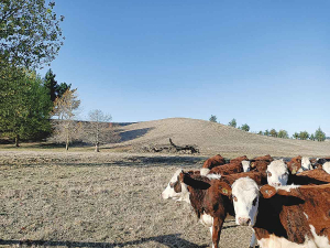 The parched land on Hawkes Bay Fed Farmers president Jim Galloway’s farm shows just how dry it is in the region.