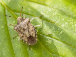 Brown marmorated stink bug.