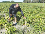 Farmer Brendon Woods in his 10ha fodder beet paddock.