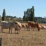  Drought measures from Rabobank