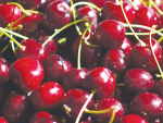 The cherry season is quite short, with early varieties ripening in late December and all finished by early February.
