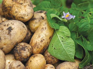 Nearly 12 million kilograms of NZ potatoes were used to make fries.