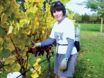 Catherine Hardiman at work over harvest. 