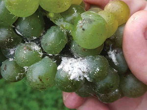 The photos that show how bad mealybug was in Marlborough this year. Photo: Matt Fox.