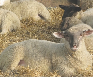 UK sheepmeat prospects high