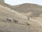 Many parts of the east coast of the North Island are in a crisis state with a severe autumn drought.