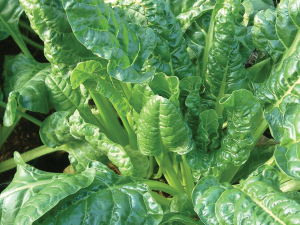 Spinach tops leafy green sales in New Zealand