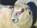 For every three in 100 animals that are clinically affected, about 70% of the herd may have subclinical FE.