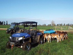 Hisun UTVs are gaining traction in NZ.