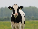 A dry cow still incurs feed and grazing costs but without a corresponding milk income.