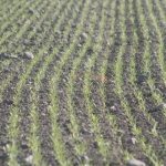 UK-NZ tandem trial a first