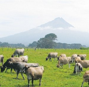 Taranaki salmonella spike mystery