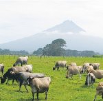 Taranaki salmonella spike mystery