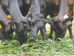 Forage Sorghum-Sudan grass produces good yield in a short time frame.