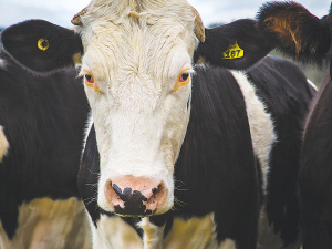 Compliance with the NAIT system should be a top priority for farmers, says MPI.