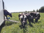 Cows leave the mobile shed after milking.