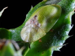 The green thistle beetle.