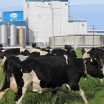 Bad news for Fonterra farmers