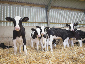Strong parasite coverage in weaned calves just isn’t an area that is given a huge amount of thought at this time of year.