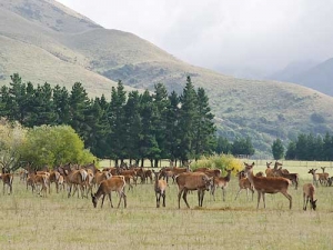 Deer farmers are looking at ways to retain young people in the industry.