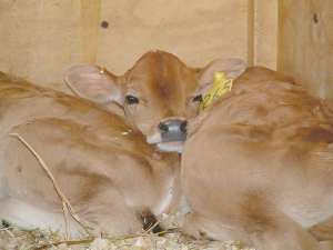 A mate to protect stock this calving