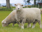 Trial shows risks of judging rams on looks alone
