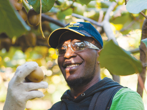 According to Hort NZ, the RSE scheme helped the industry keep up with production and benefitted the Pacific region by $50m last year.