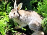 Rabbit rissoles for field day crowds