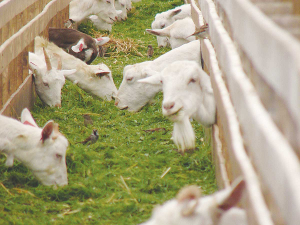 Goats are at risk from the moment they start to eat grass.