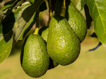Avocados will replace dairy on what is to be reportedly New Zealand’s biggest avocado orchard.