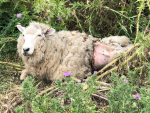 MPI strongly encourages any member of the public who is aware of animal ill-treatment or cruelty to report it. Photo Credit: Ministry for Primary Industries.