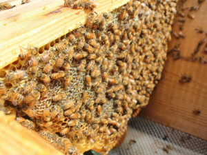 Beehive losses around the country last year were just 9.78%. 