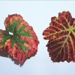 Leafroll Virus versus Magnesium Deficiency 