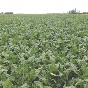 Weed control in fodder beet