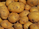 New Zealand potatoes bound for Vietnam