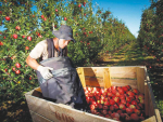 Agriculture Minister Damien O&#039;Connor warns that negative stories relating to the treatment of RSE workers are damaging for our reputation.