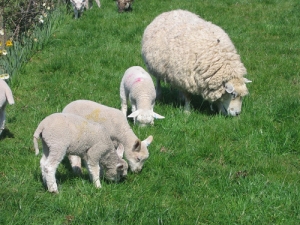 Sheep and beef farmers, especially in the South Island, are going to take a substantial hit in their incomes this year as lamb prices weaken.