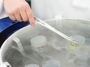 Frozen semen straws in liquid nitrogen.