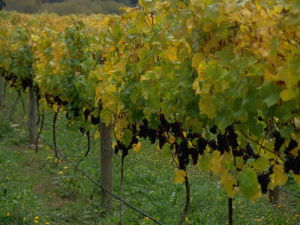 Martinborough’s Palliser Estate, supplied by NZW.