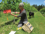 Marilyn Duxson with mealybug monitoring pheremone traps.