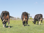 Breeding mastitis-resistant cows