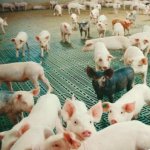 Risks highlighted: NZPork  