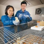 Egg yolks could be sub for drugs