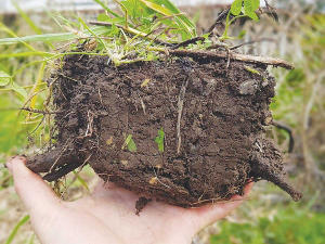 Bala Tikkisetty says soil is the most important resource for any nation.