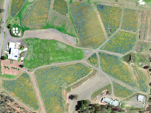 SpecTerra’s spectral analysis shows variations along individual rows of a New Zealand vineyard. SUPPLIED/SPECTERRA.