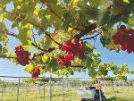 Table grape grower eyes growth