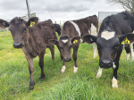 A TB outbreak in Hawke’s Bay meant Cambridge’s St Peters School’s Owl Farm had to rethink this season’s heifer management strategy.