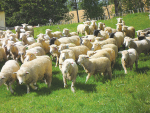 Gordon Levet’s Kikitangeo Romney Stud was the first in NZ to breed for worm resistance.