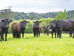 First Light Wagyu sires.